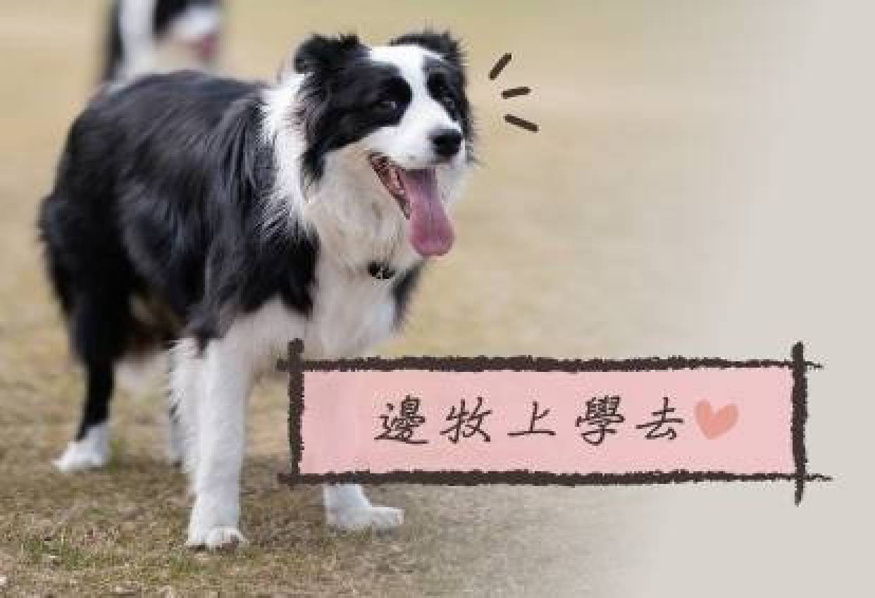 邊牧上學去